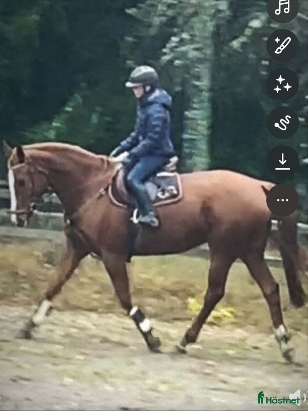 Hoppning hästar till salu: Supertemperament och mkt god ridbarhet - Annons 4