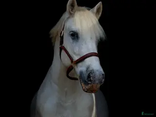 hästar Bore – Personlig D-ponny - Annons 12