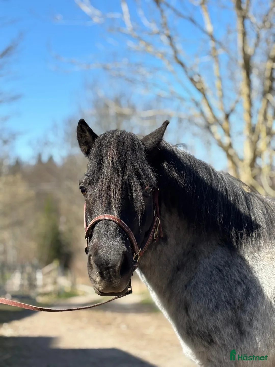 Trav hästar till salu: Lovande sto med massor av kapacitet! - Annons 1
