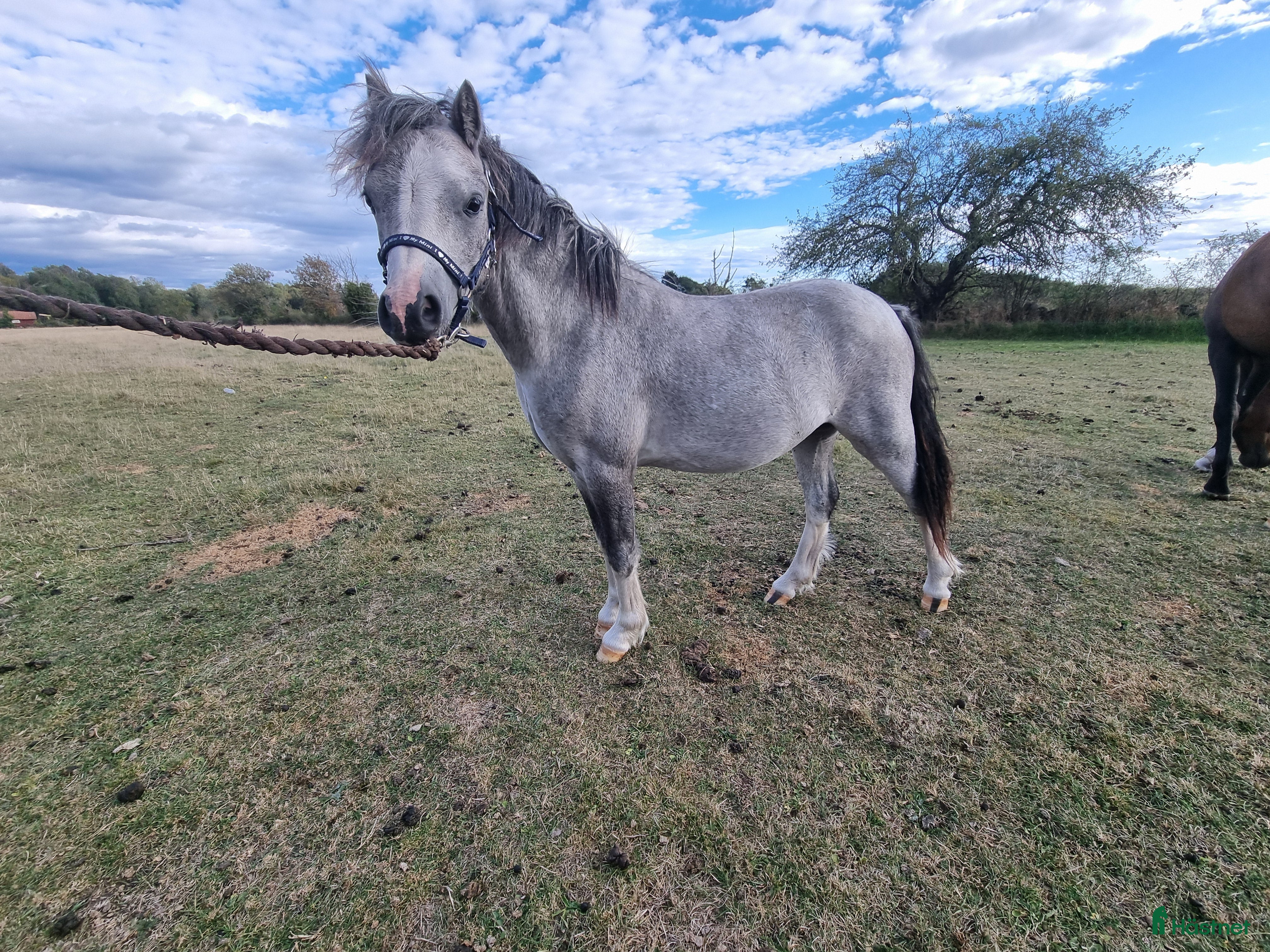  hästar Welsh Mountain  i Borgholm - Annons 22