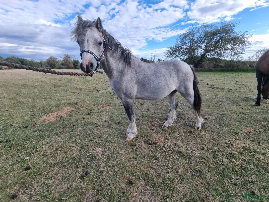 Allround hästar till salu: Welsh Mountain  i Borgholm - Annons 1