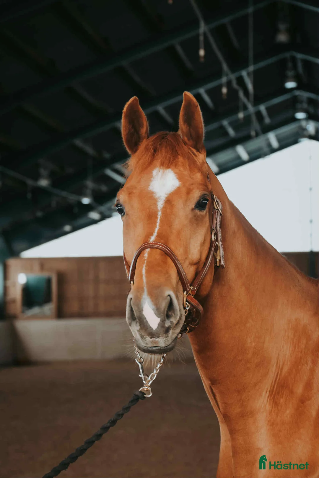 Dressyr hästar till salu: 🌟Framtidsstjärna för satsande ryttare🌟 - Annons 2