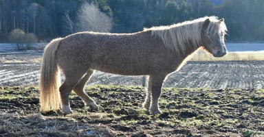  hästar i Högsäter - Annons 3