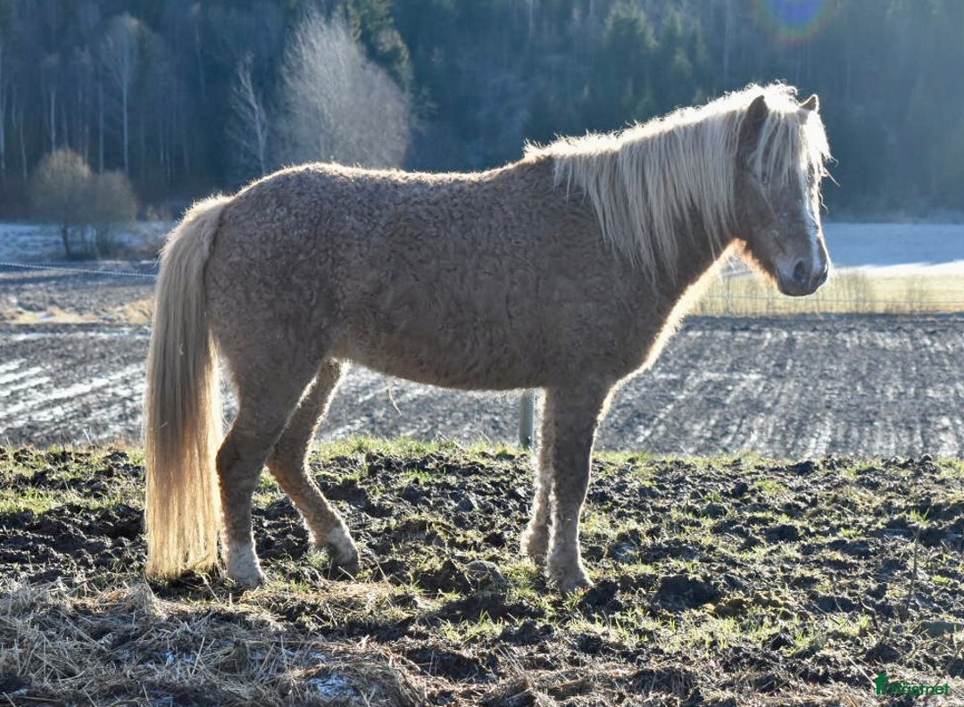 Allround hästar till salu: Dräktig curlyponny i Högsäter - Annons 3