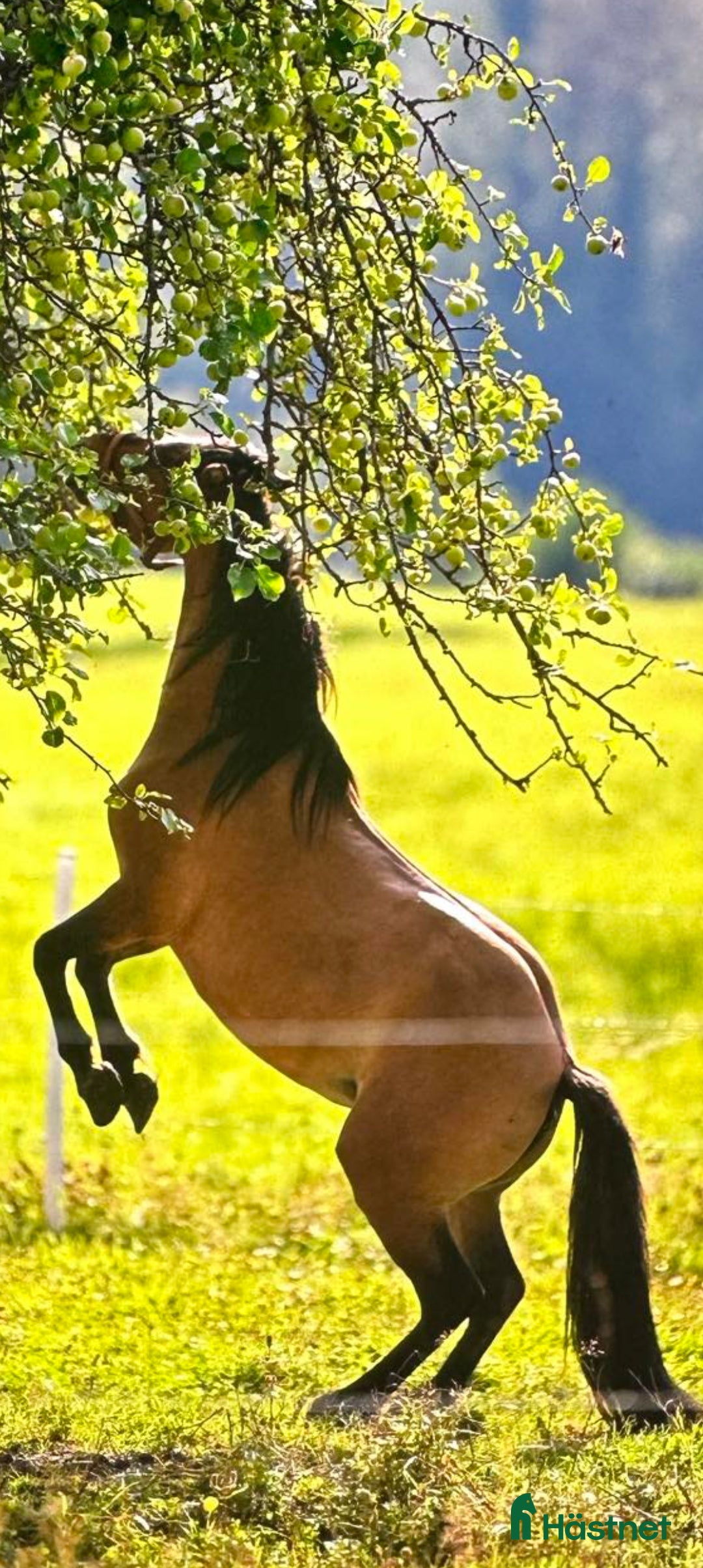  hästar Fin ponny i Rottneros - Annons 12