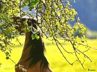 Allround hästar till salu: Fin ponny i Rottneros - Annons 1