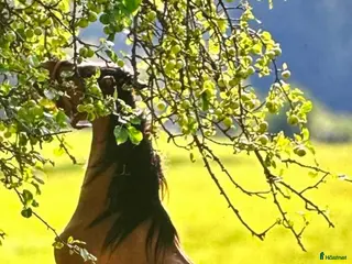 hästar Fin ponny i Rottneros - Annons 12