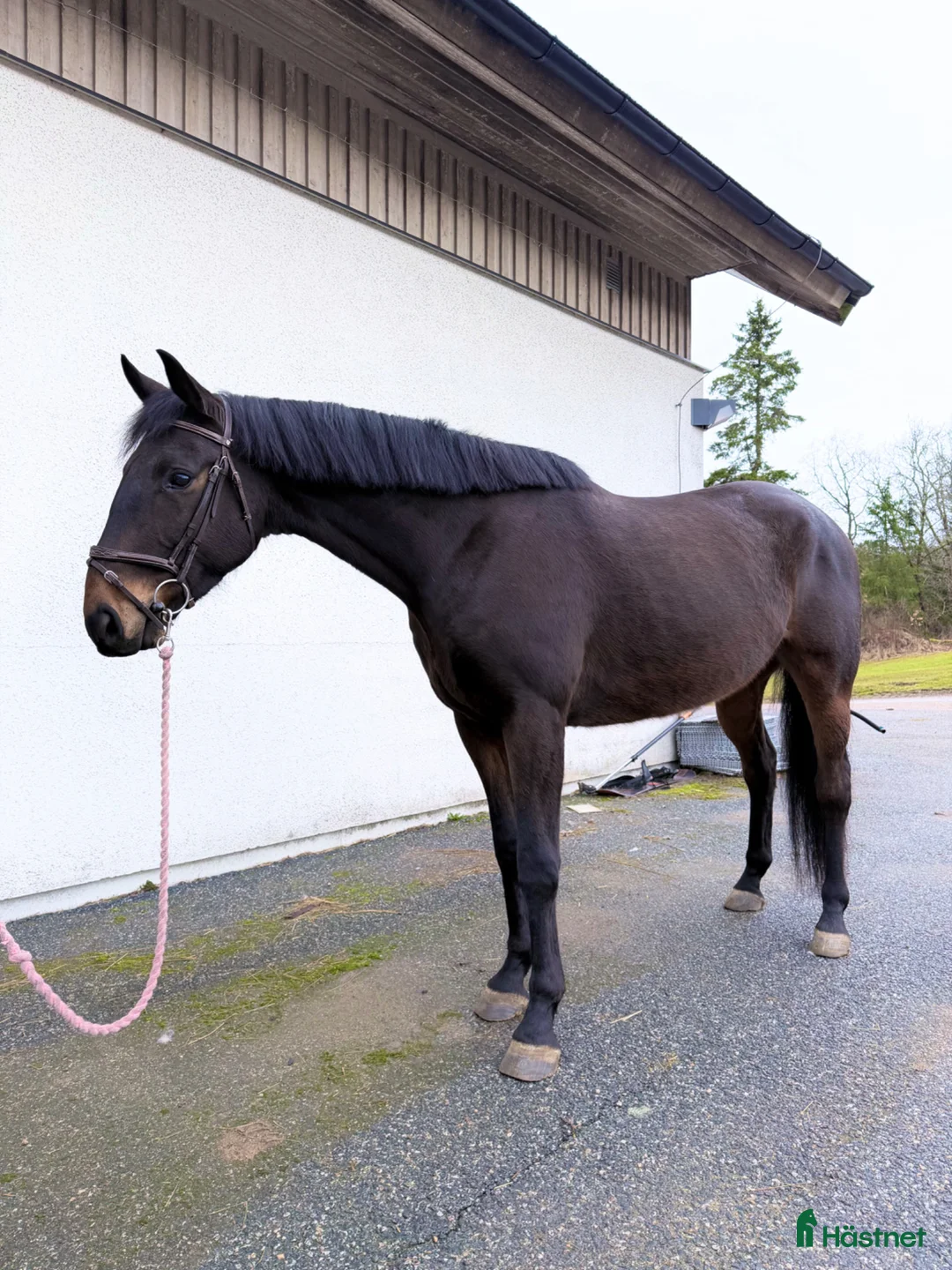 Allround hästar till salu: Super kille passande verksamhet ⭐️ - Annons 2