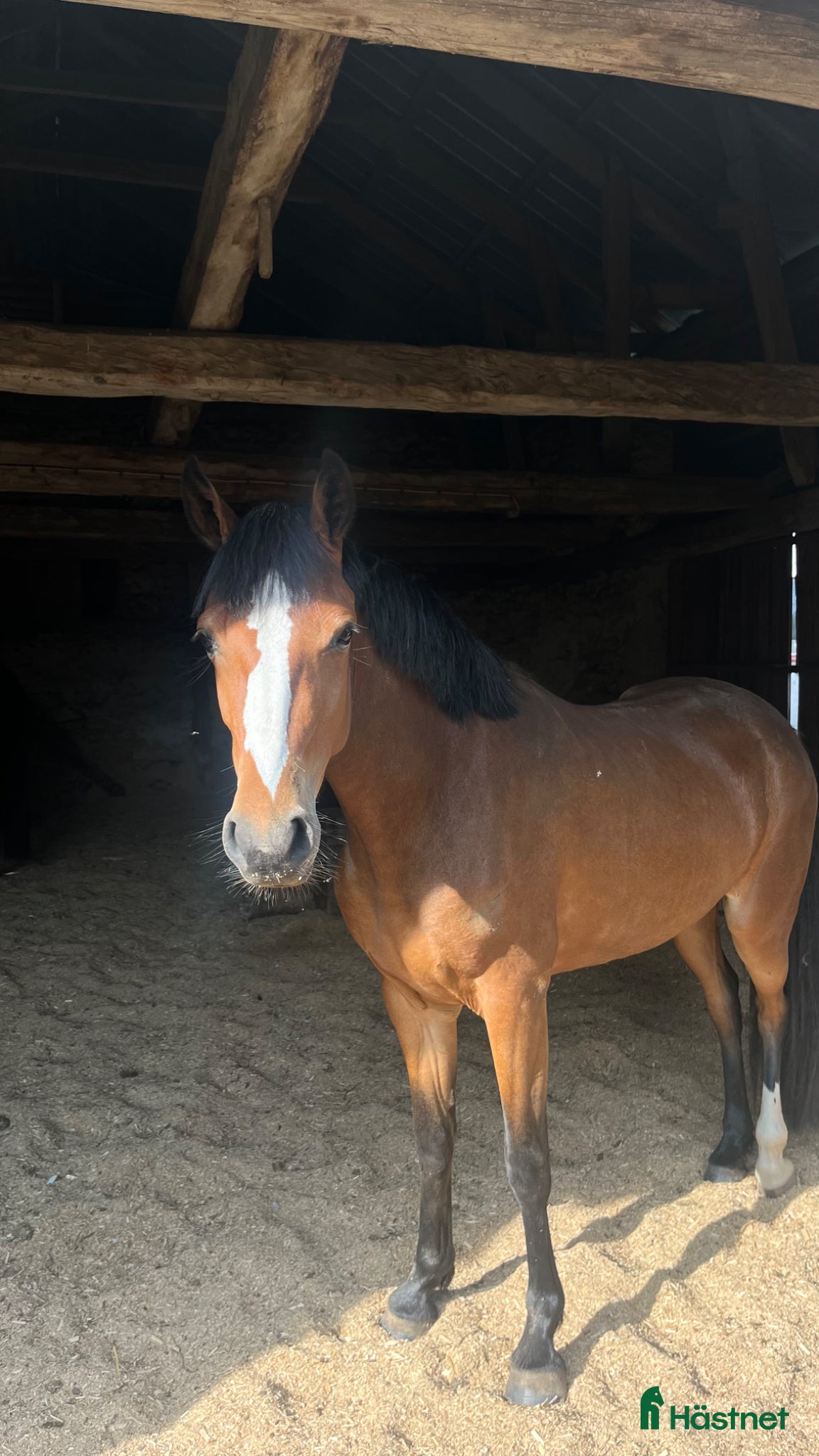  hästar 🌟 Vackert D-ponny sto med utstrålning 🌟 - Annons 1