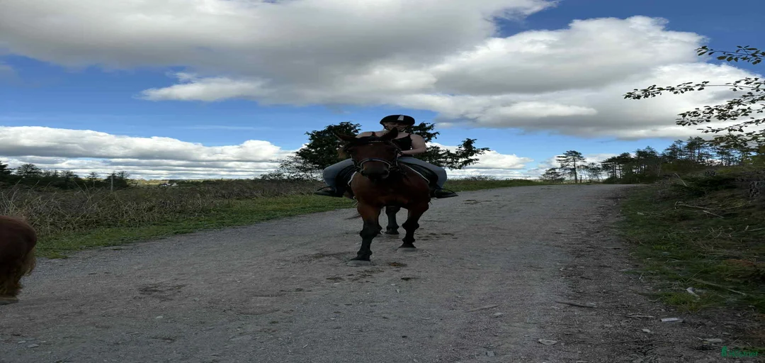 Galleribild {{count}}