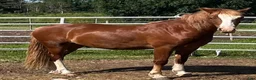 Allround hästar till salu: Mycket trevlig Welsh cob säljes! - Annons 2