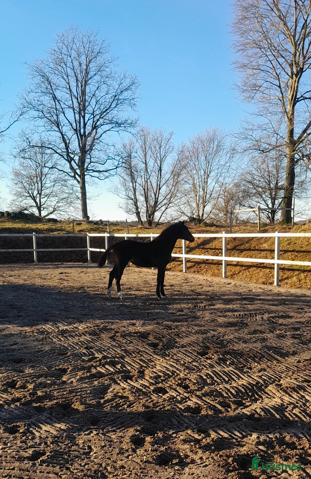 Dressyr hästar till salu: Sto med utstrålning i Broaryd - Annons 2