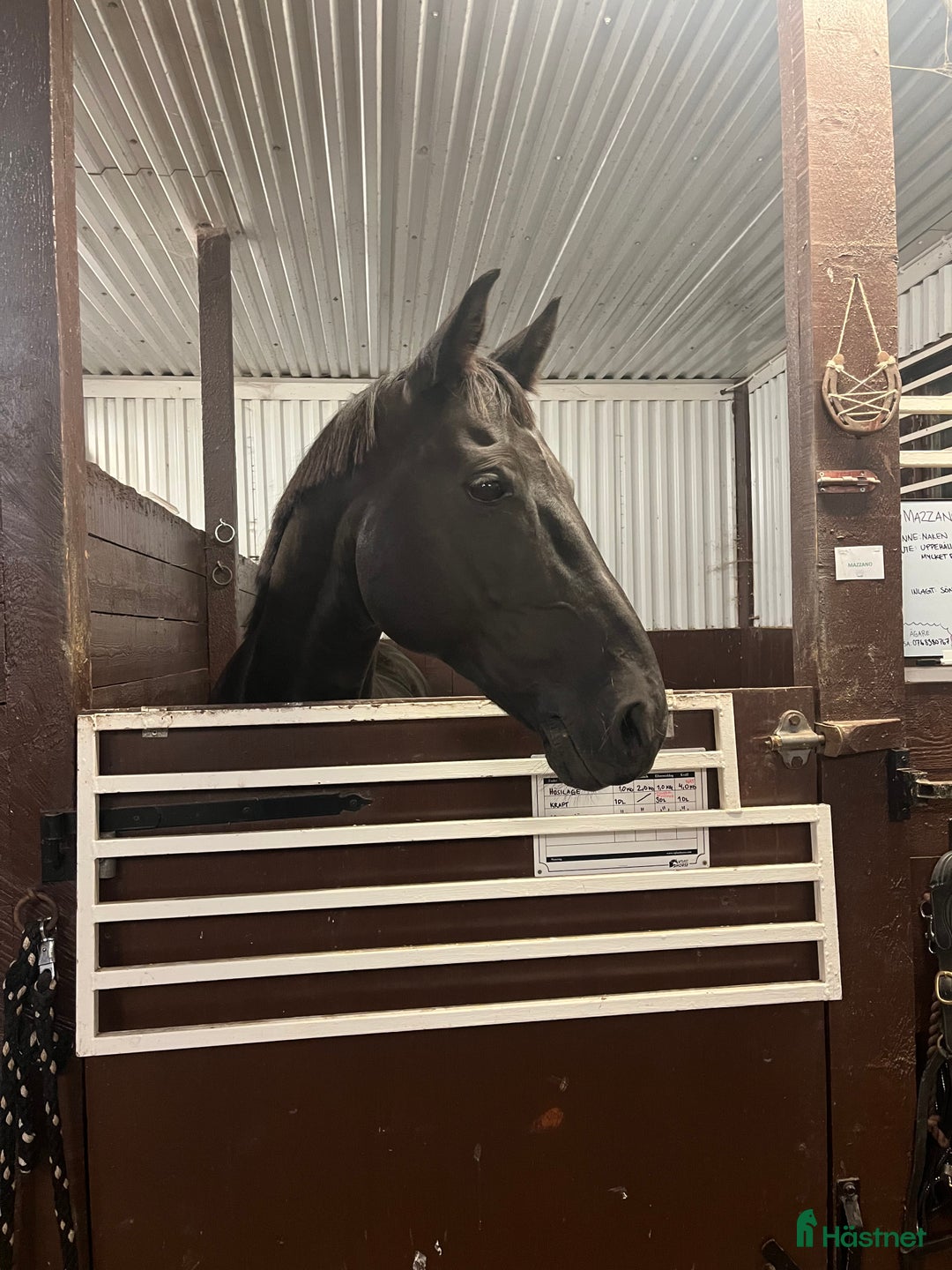  medryttarhäst finnes: Betalande medryttare/delfodervärd sökes i Bålsta - Annons 3