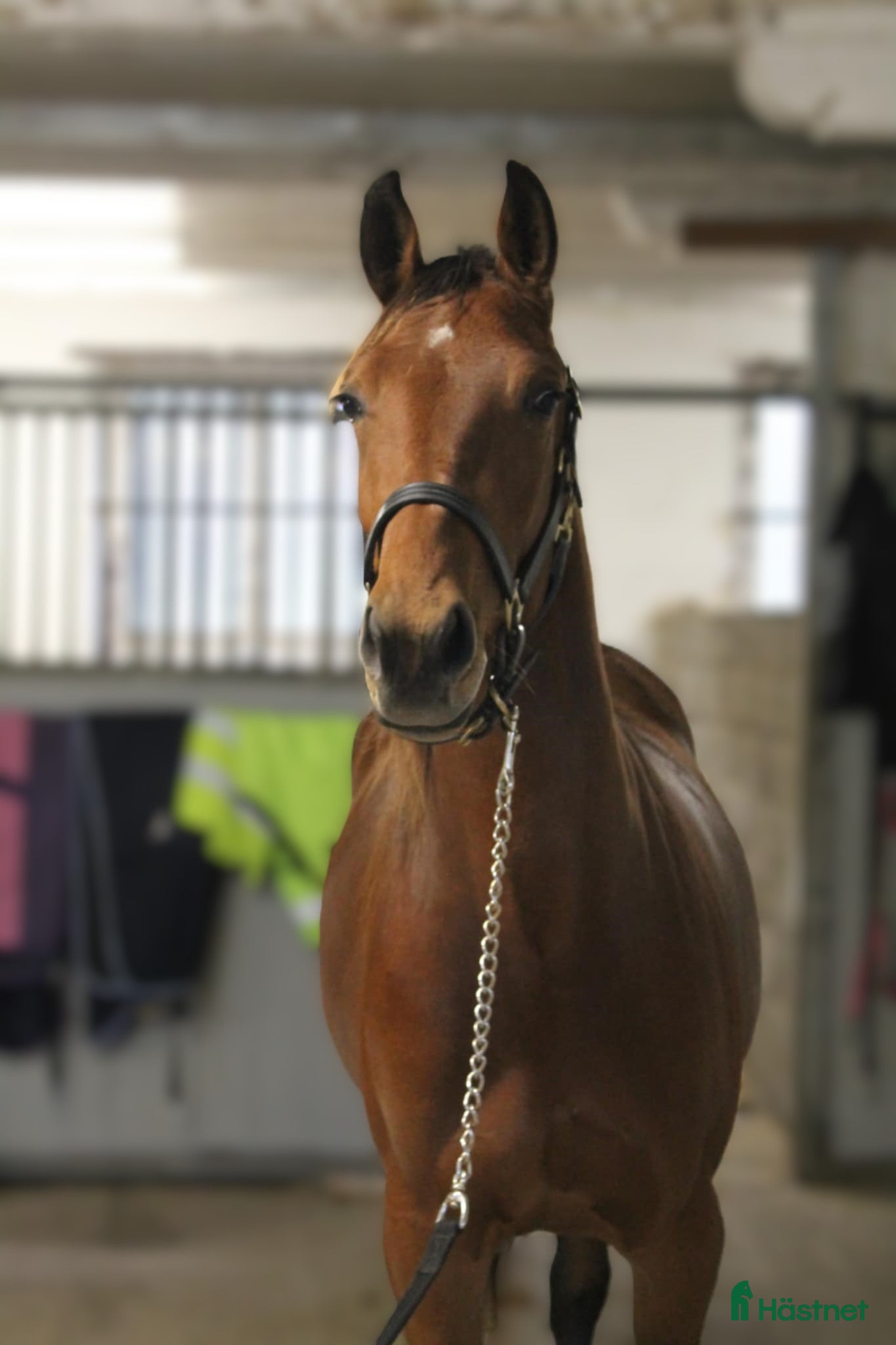  hästar Lovende 3-års varmblodstraver selges - Annons 1