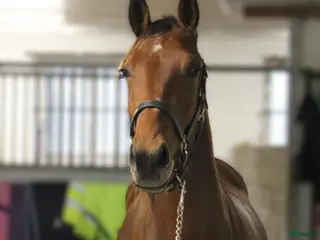 hästar Lovende 3-års varmblodstraver selges - Annons 1