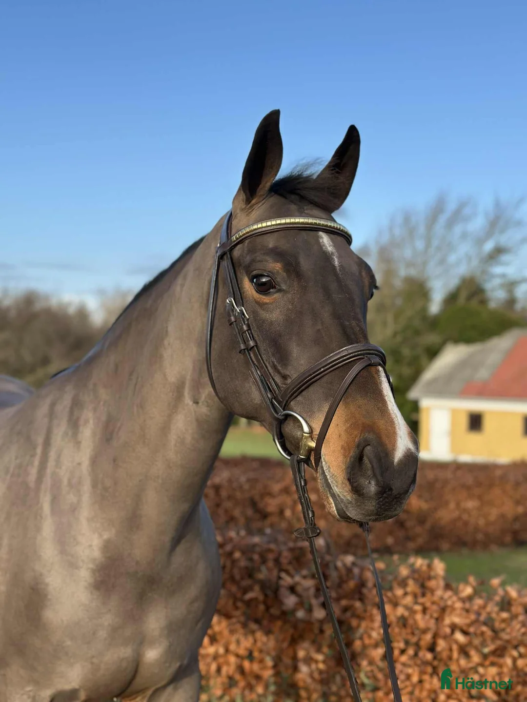 Allround hästar till salu: Fint allroundsto med bra temperament! i Sulsted - Annons 1