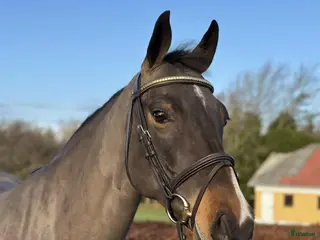 hästar Fint allroundsto med bra temperament! i Sulsted - Annons 3