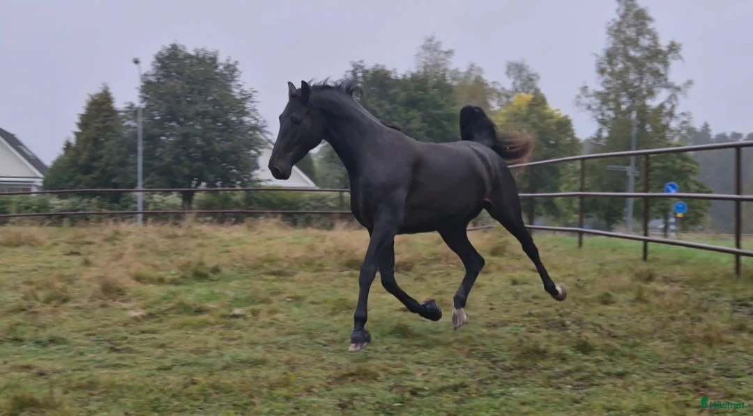 Hoppning hästar till salu: Arbetsvilligt sto för den orädda ryttaren  i Fagersta - Annons 2