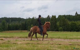 Island hästar till salu: 3 islandsston av hög kvalitet säljes pga flytt  i Fjärås - Annons 7