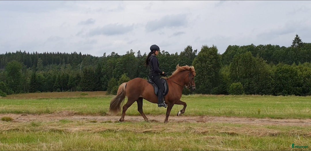 Island hästar till salu: 3 islandsston av hög kvalitet säljes pga flytt  i Fjärås - Annons 7