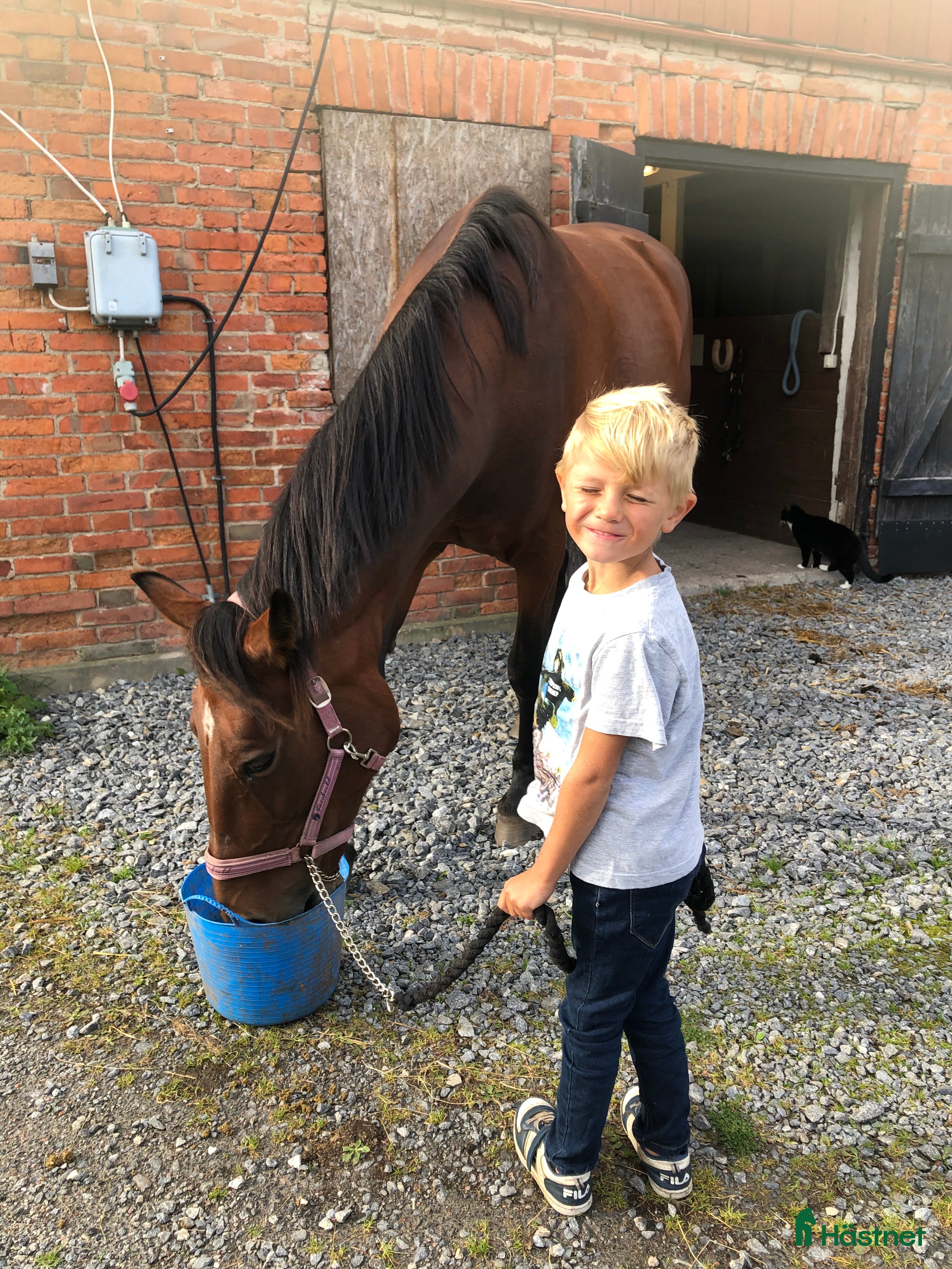  hästar SMÅTT AKUT🌟Inriden travare🌟 - Annons 2