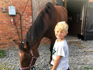 hästar SMÅTT AKUT🌟Inriden travare🌟 - Annons 2