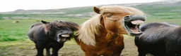  foderhäst sökes: Trygg häst på foder i södra Skåne i Falsterbo - Annons 1