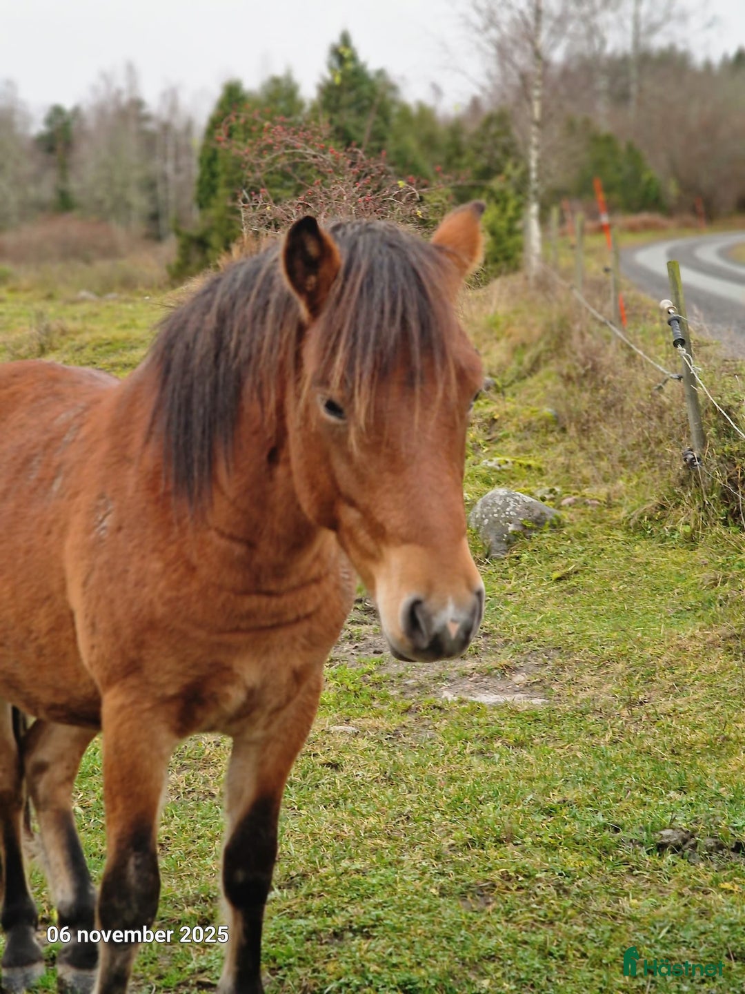 Allround hästar till salu: Hingstämne i Lövstabruk - Annons 2