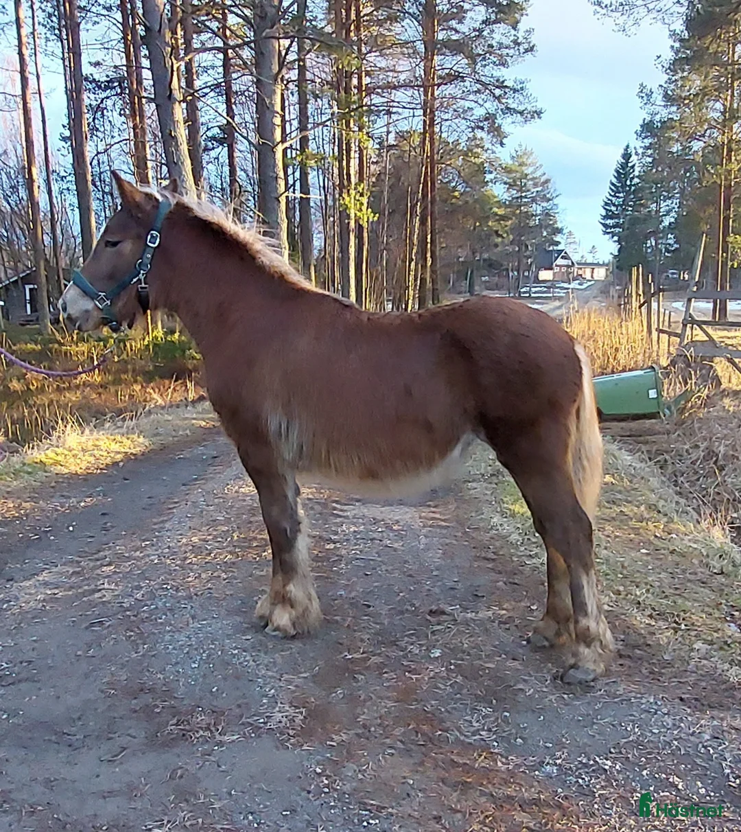 Allround hästar till salu: Nordsvensk brukshäst - Annons 3