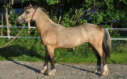 Allround hästar till salu: *Reserverad* Elegant Welsh Cob Stoföl i Hoting - Bild 9