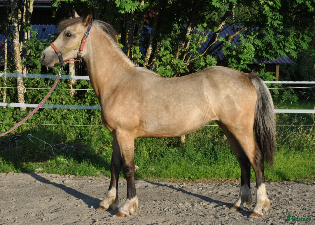 Allround hästar till salu: Elegant Welsh Cob Stoföl i Hoting - Bild 9