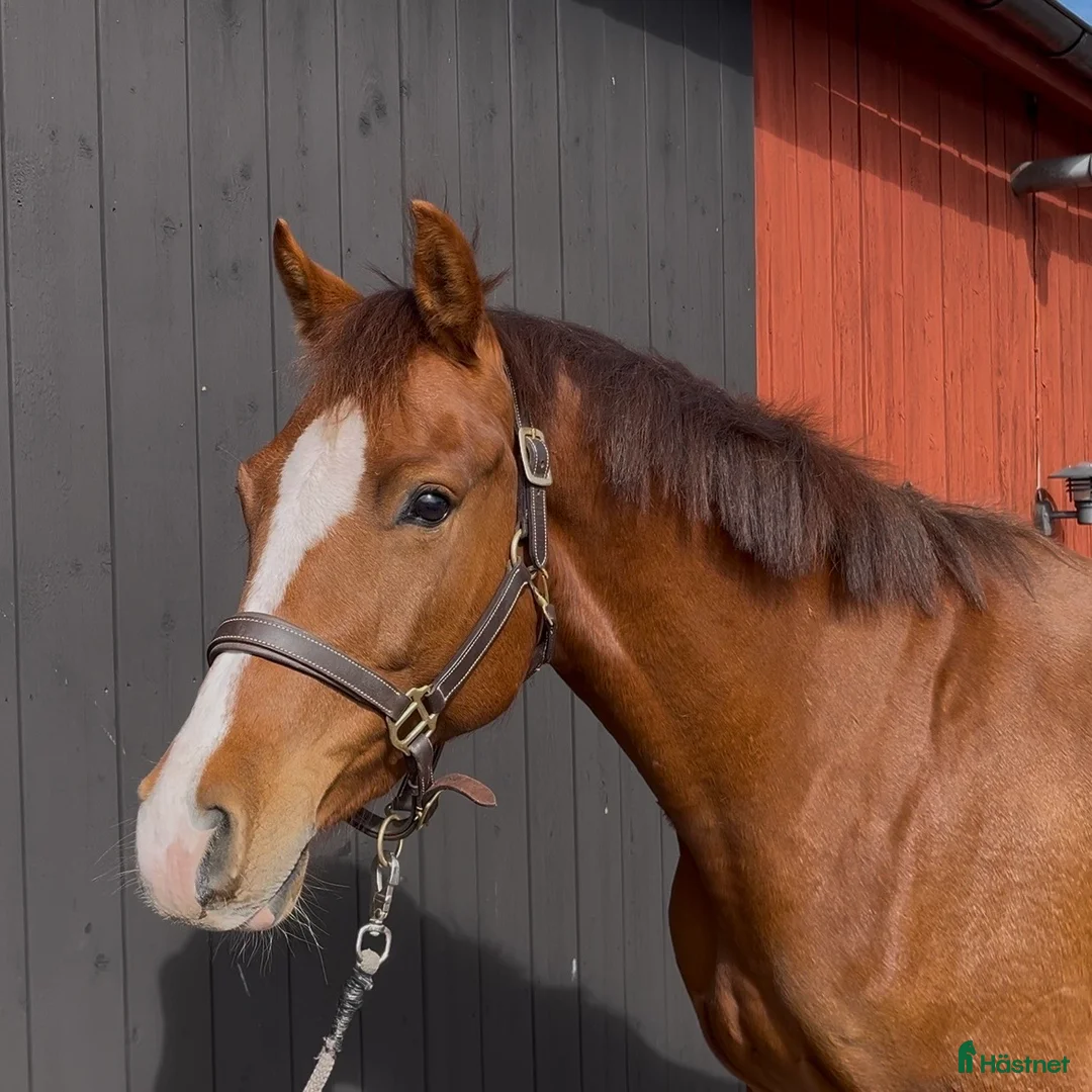 Hoppning hästar till salu: Okomplicerad hopptalang - Annons 2
