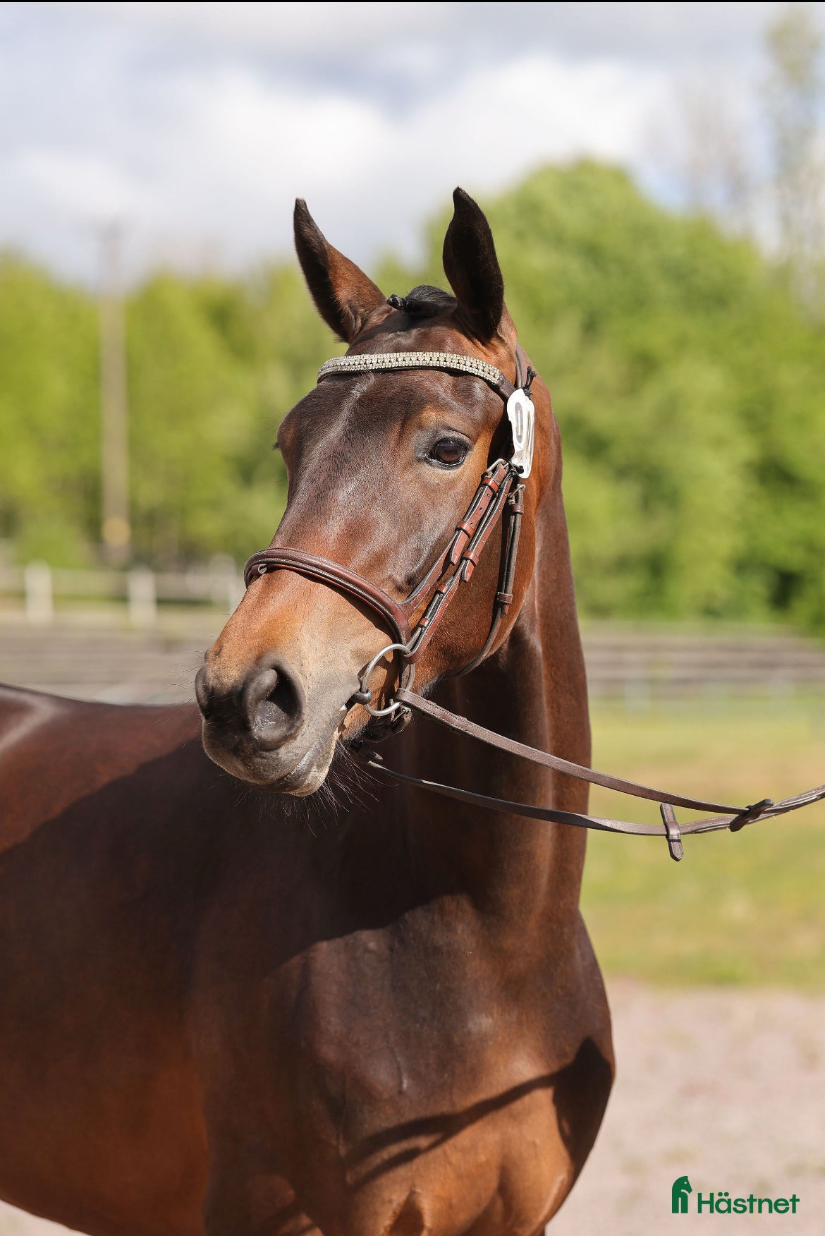  hästar Trevligt allround sto för framtiden 🐴 i Skövde - Annons 13