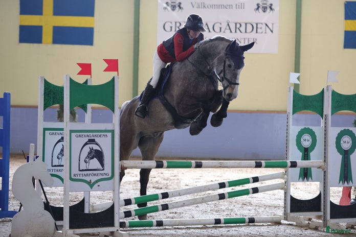 hästjobb i Vedum - Annons 15