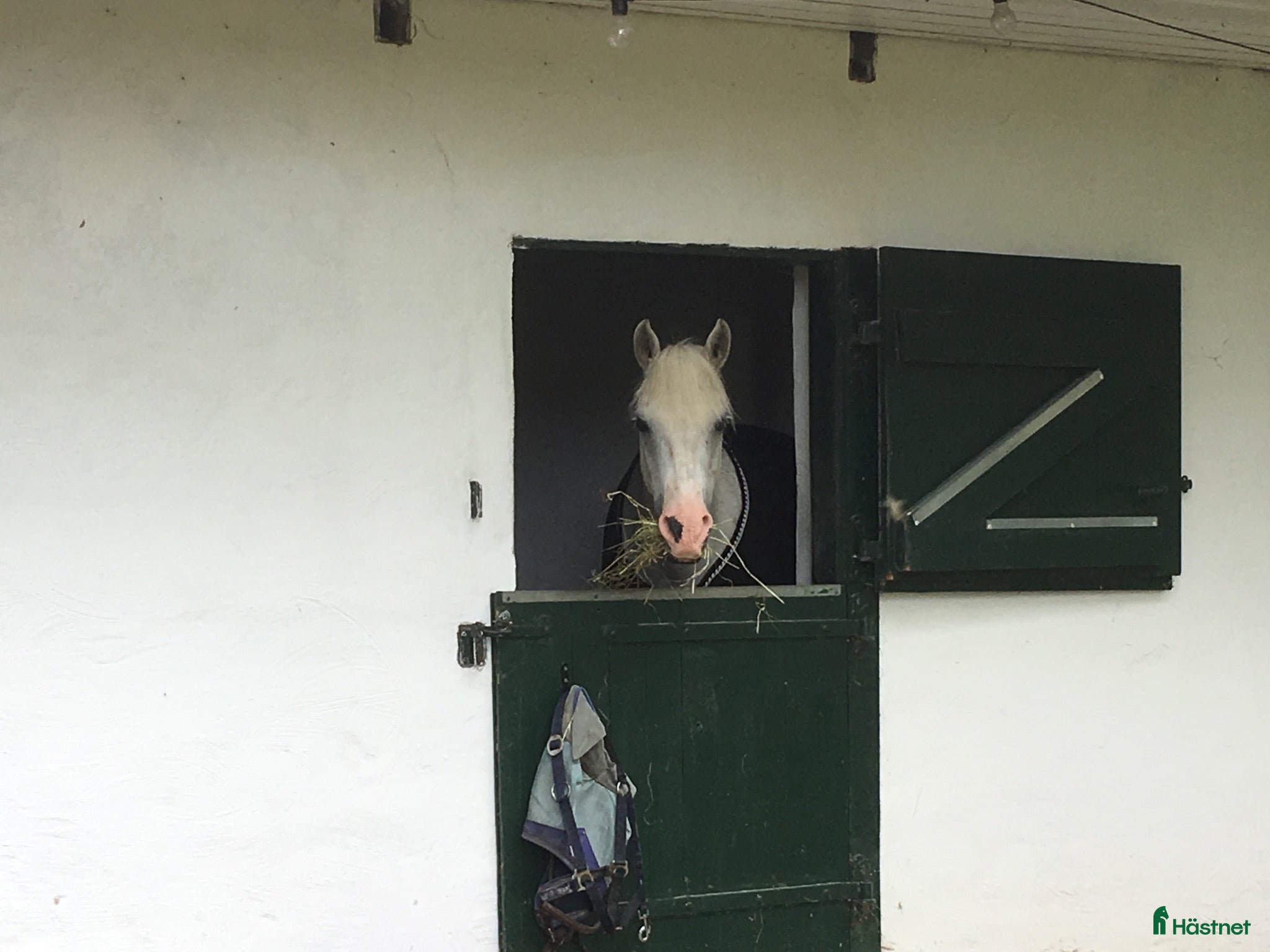  stallplats Ledig boxplats till ponny/ islandshäst - Annons 5