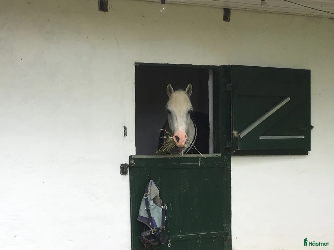  stallplats finnes: Ledig boxplats till ponny/ islandshäst - Annons 1