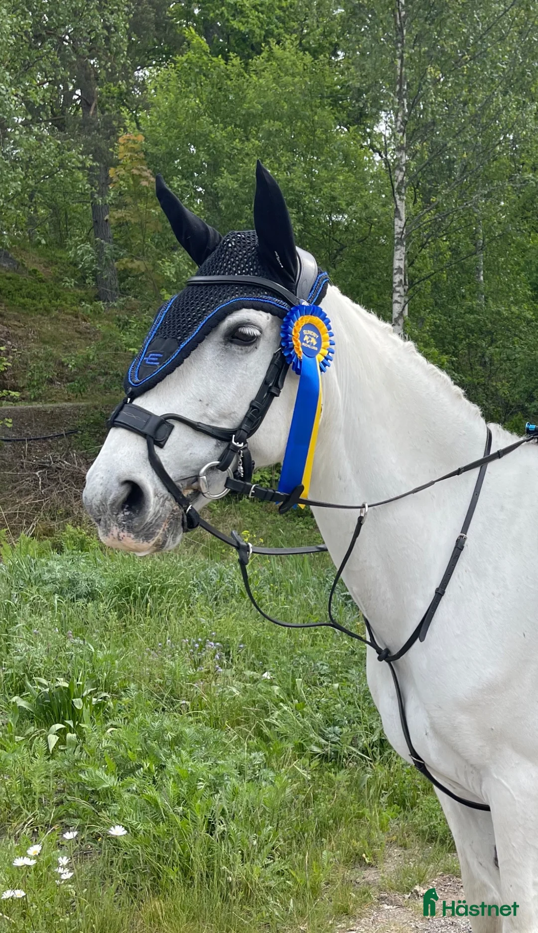 Träns hästutrustning till salu: Svart PS high jump - Annons 1