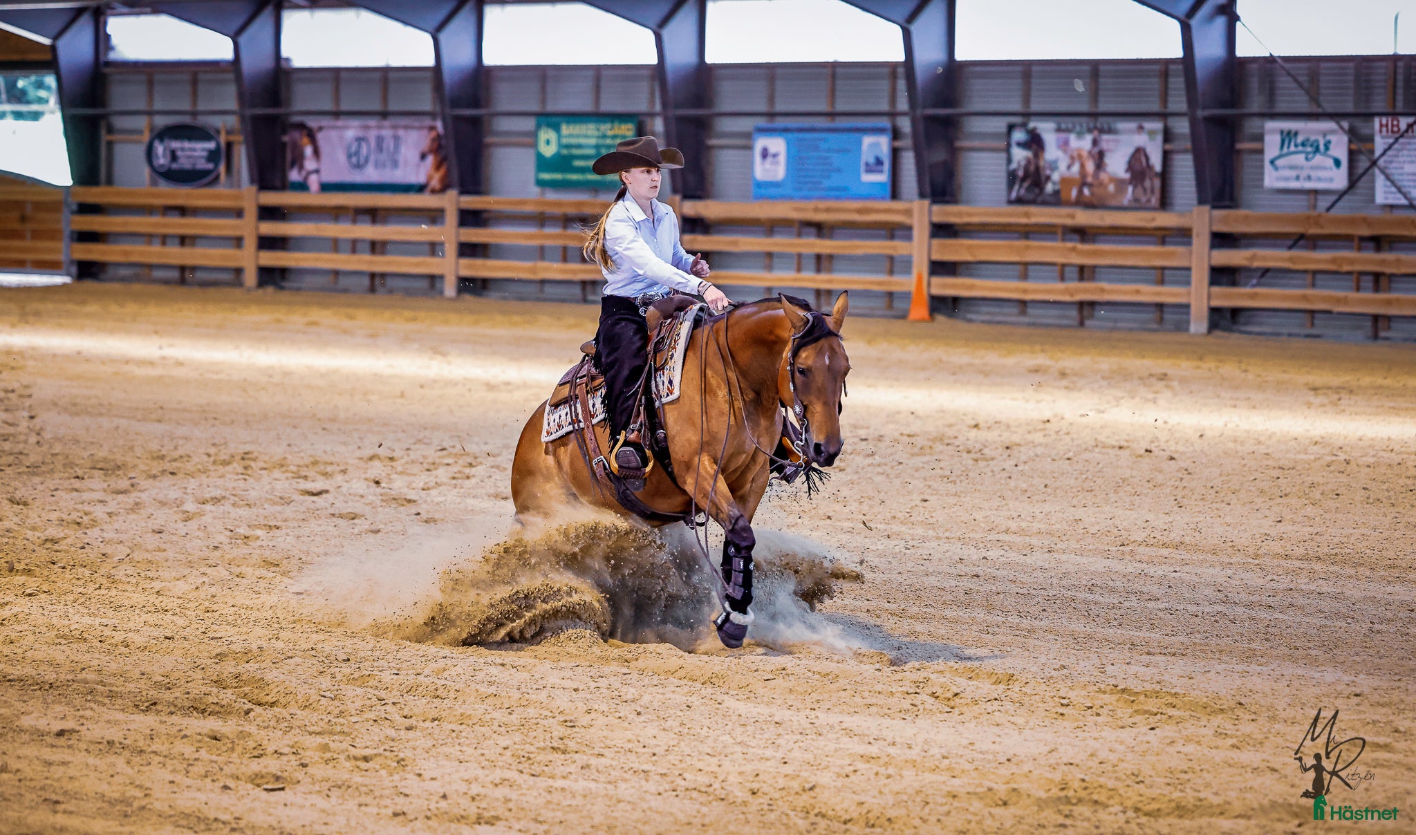  hästar 6 årigt quartersto - Annons 1