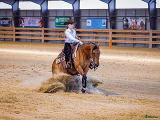 hästar 6 årigt quartersto - Annons 1