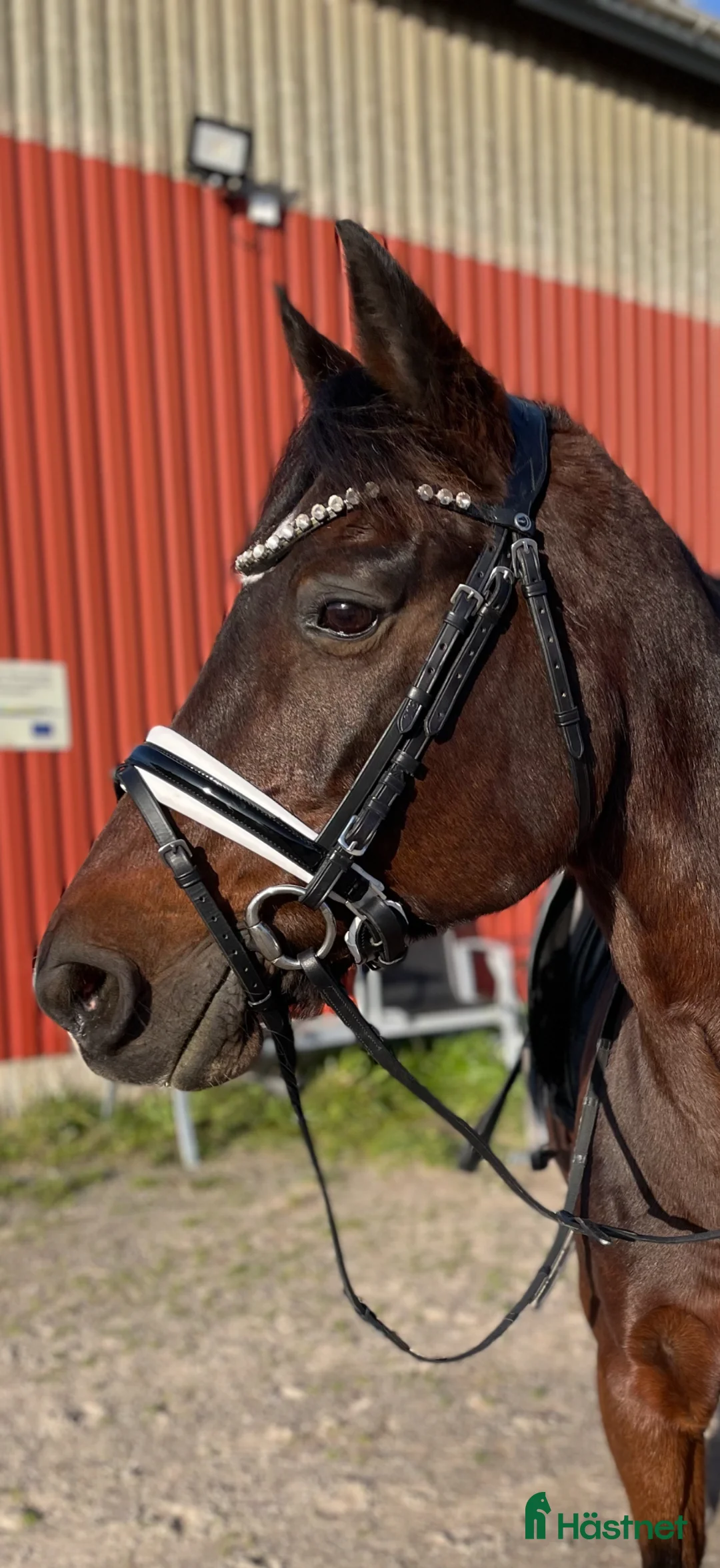 Träns hästutrustning till salu: SD Design - Annons 2