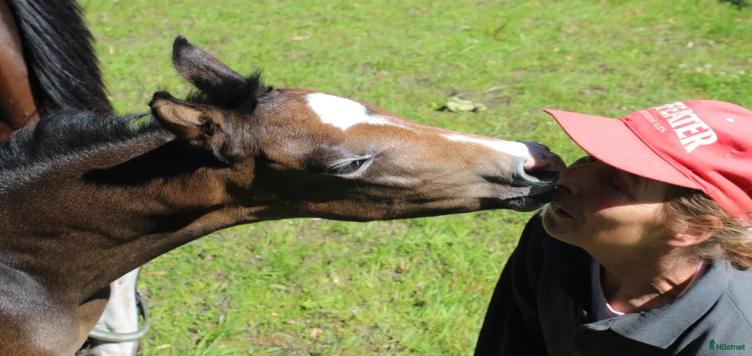 Galleribild {{count}}