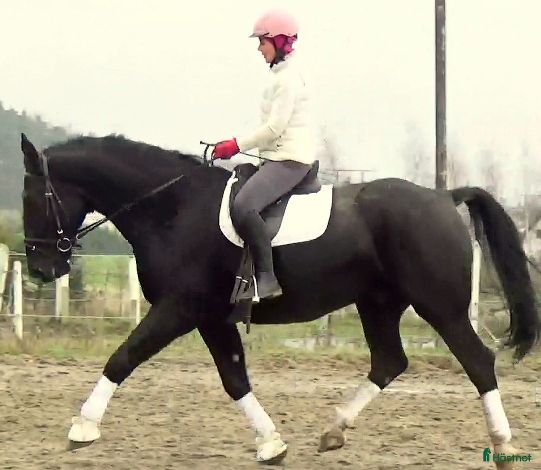 Allround hästar till salu: Fantastic Silesian horse for Christmas time i Örsundsbro - Annons 2