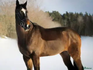 hästar Trevligt fullblod för fälttävlan/hoppning - Annons 6