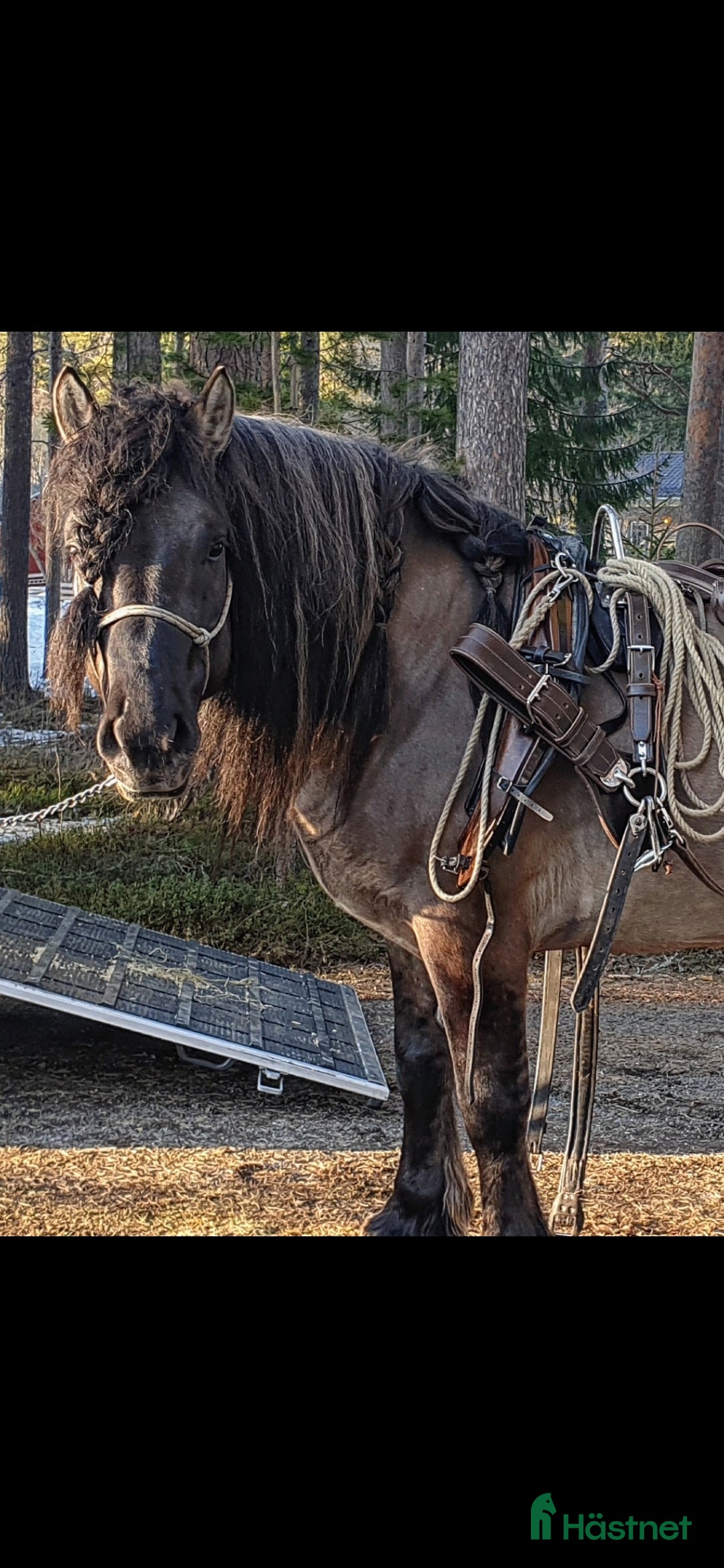 Avelshästar hästar till salu: Unik avelshingst med färgen musblack. i Byske - Annons 12
