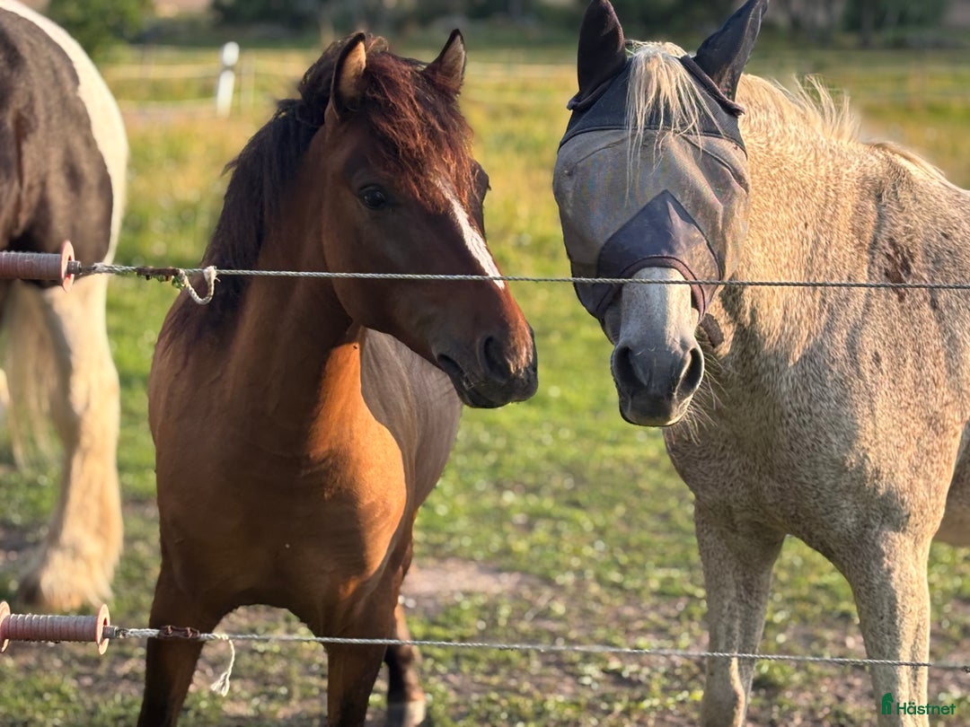 Hoppning hästar till salu: Lovande , charmig ponny i Köping - Bild 20