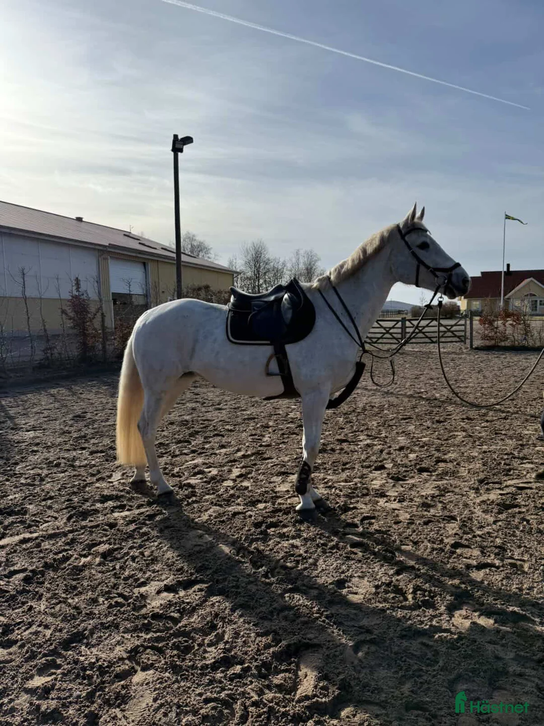 Allround hästar till salu: Sto med fin stam. Lyxig skogsmulle/projekt - Annons 2
