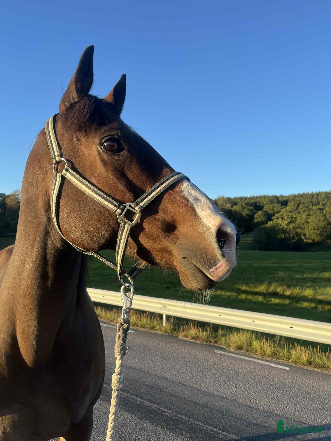 Allround hästar till salu: Zalazar – vackert fullblod med stor potential i Veddige - Annons 9