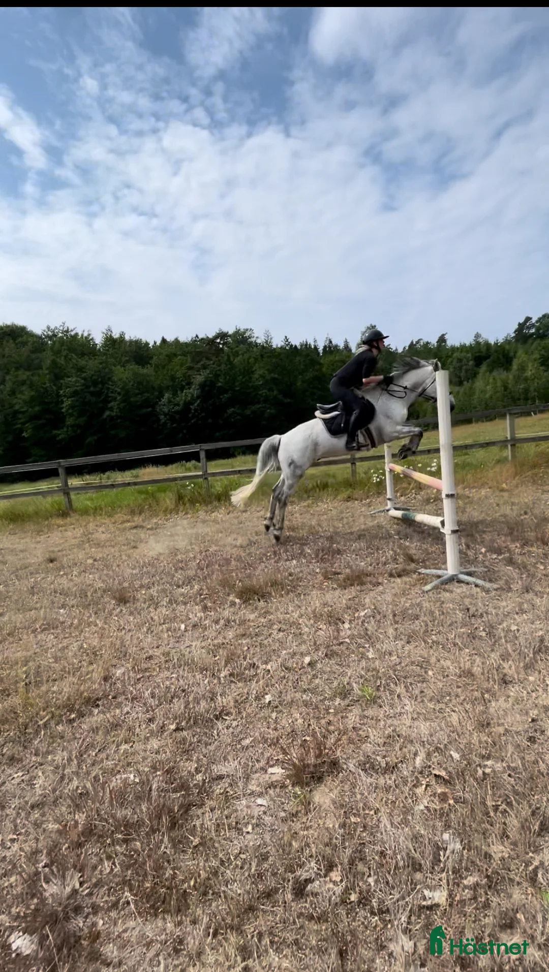 Allround hästar till salu: Fin Läromästare🌟 i Ronneby - Annons 3