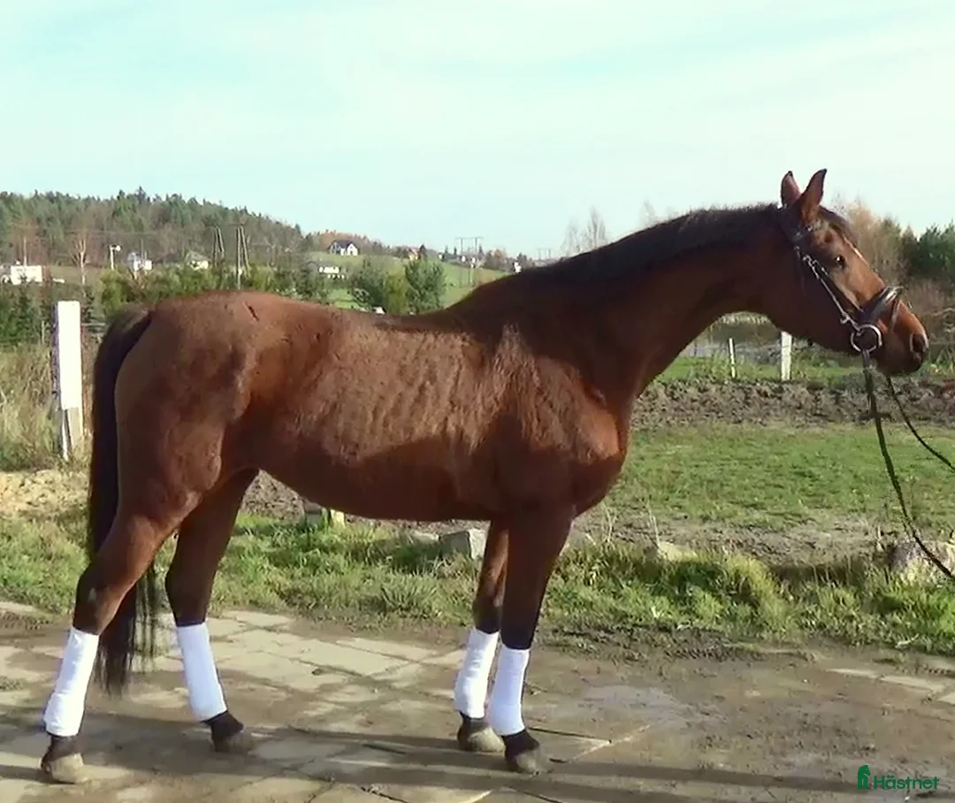 Allround hästar till salu: Top mover for some ambitious rider   - Annons 12