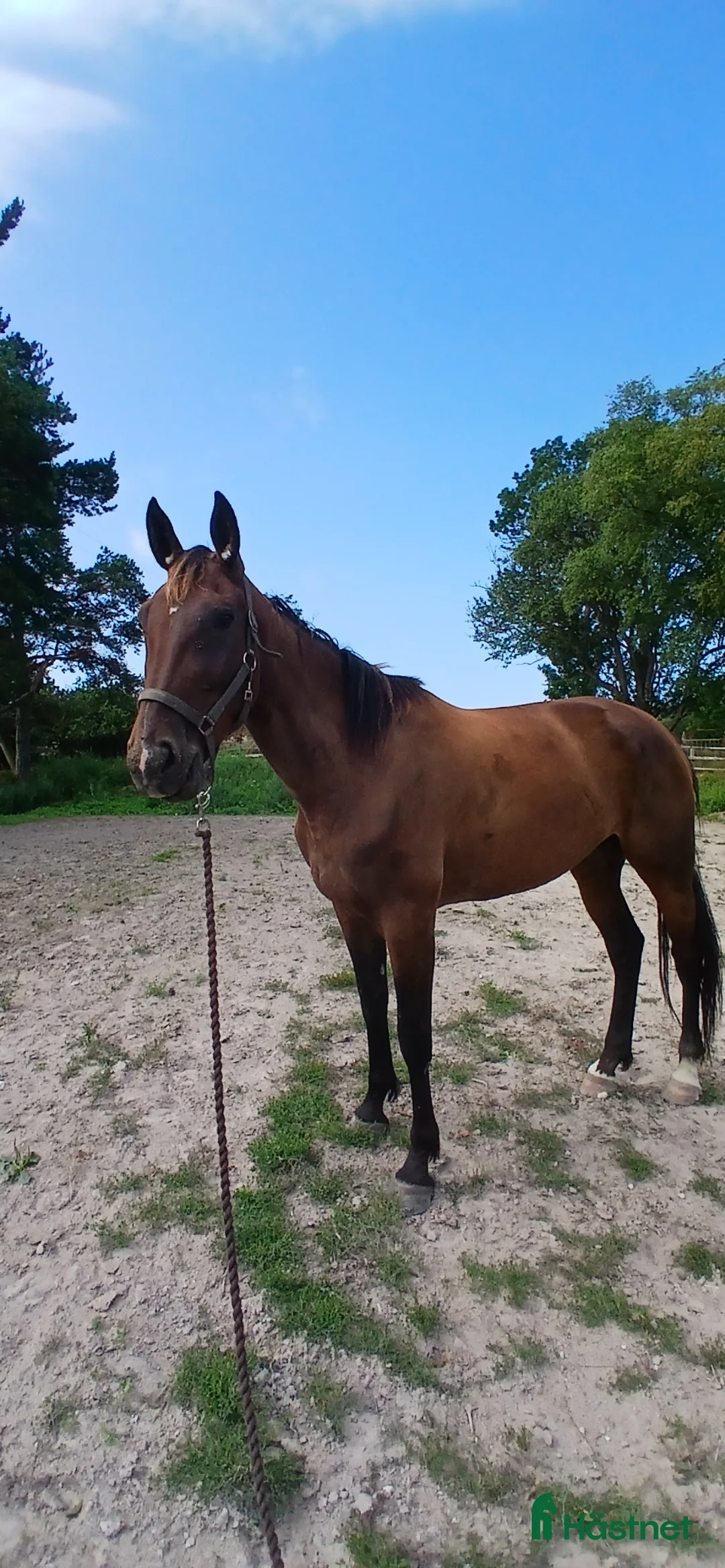 Trav hästar till salu: Starthäst bytes el säljes - Annons 3